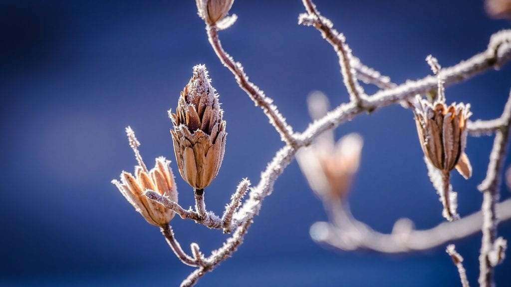 Frost from a winter freeze on a plant without protection.