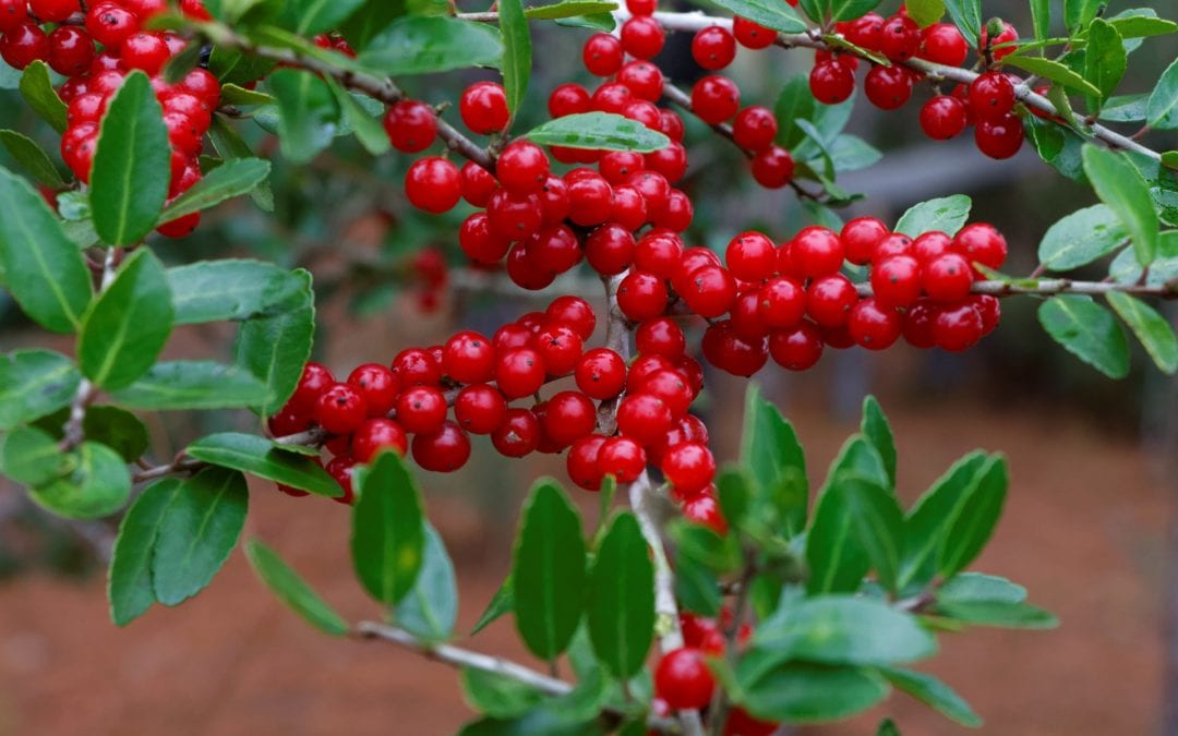 Yaupon Holly bright red berries