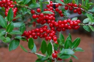 Yaupon Holly bright red berries