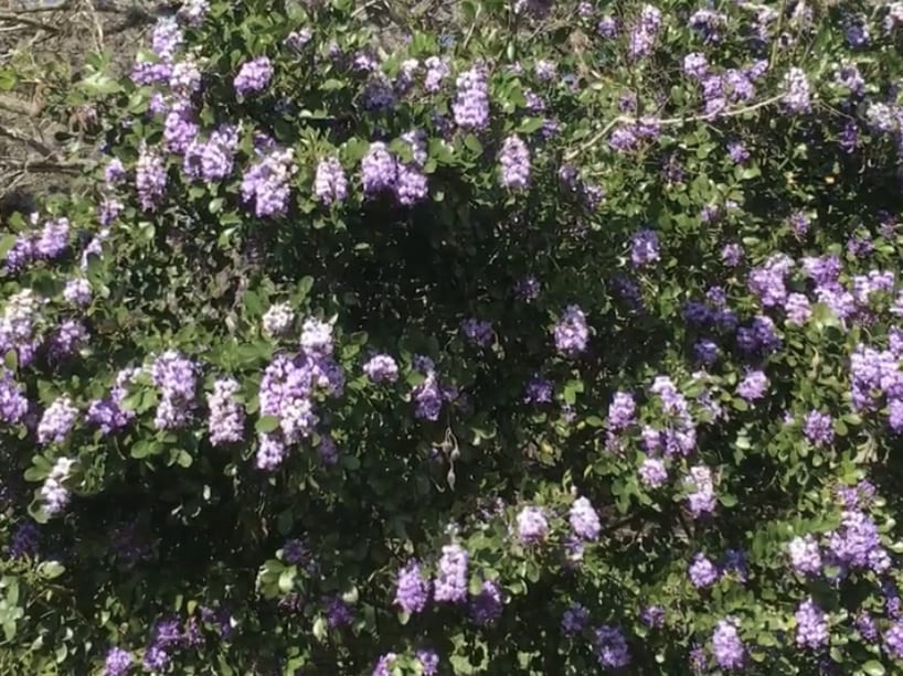 Texas Mountain Laurels are spring blooming native favorites.