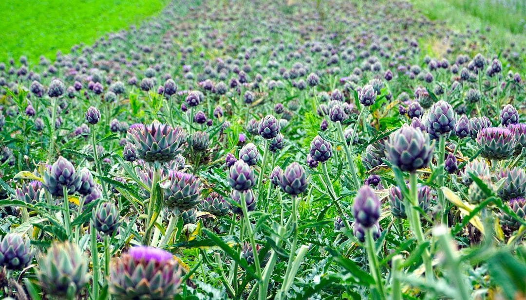 Tips for Growing Artichokes in San Antonio Landscapes.