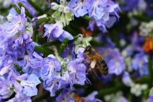 rosemary-landscape Rosemary produces beautiful flowers and makes a great landscape specimen.
