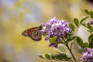 Texas-Mountain-Laurels-Laurel Texas Mountain Laurels are visited by butterflies.
