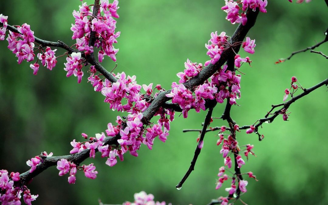 Texas Redbuds: A Reliable San Antonio Springtime Bloomer