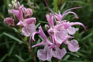 rosemary-landscape-pink Rosemary produces beautiful flowers and makes a great landscape specimen.