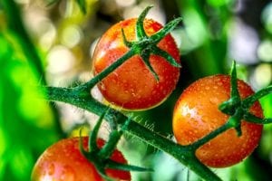 tomatoes-tomato-cherry Tomatoes growing on the vine.