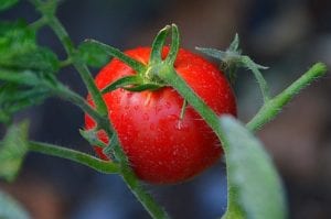 tomatoes-tomato-cherry Cherry tomatoes on the vine.