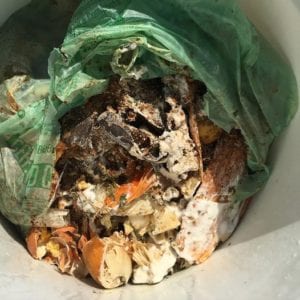 bokashi-compost Compost collected for Bokashi composting.