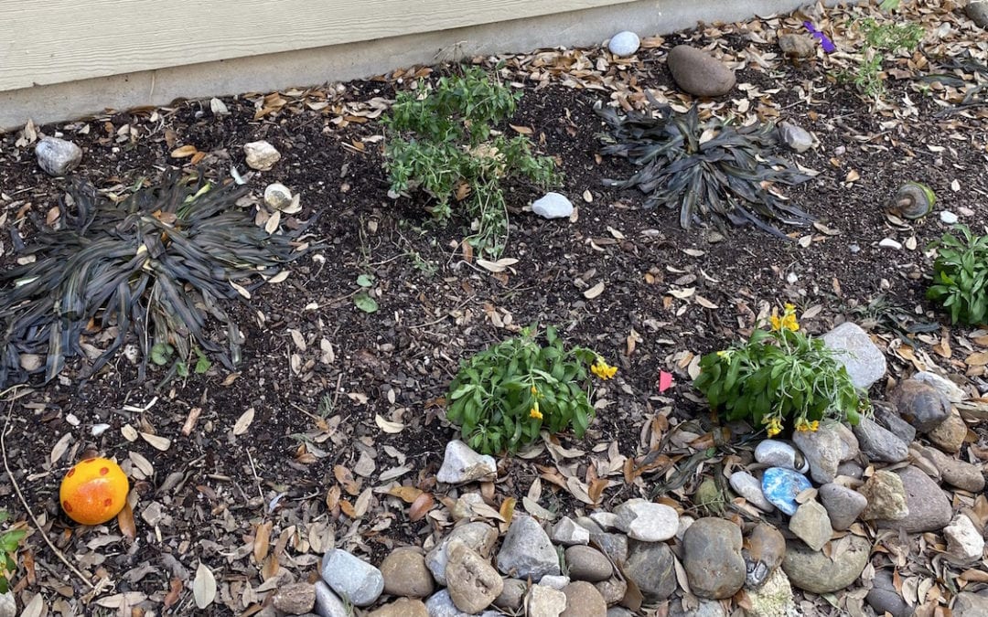 What to do after plants have endured freeze damage in San Antonio