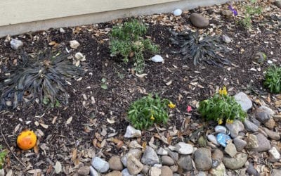 Are My Plants Coming Back After The Freeze?