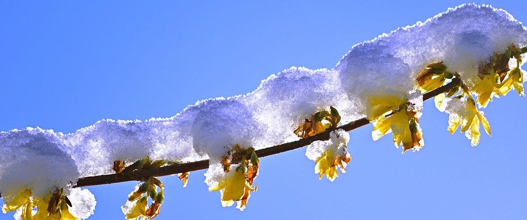 Spring Garden Clean Up: Tasks and Pruning Tips