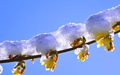 Spring Garden Clean Up: Tasks and Pruning Tips