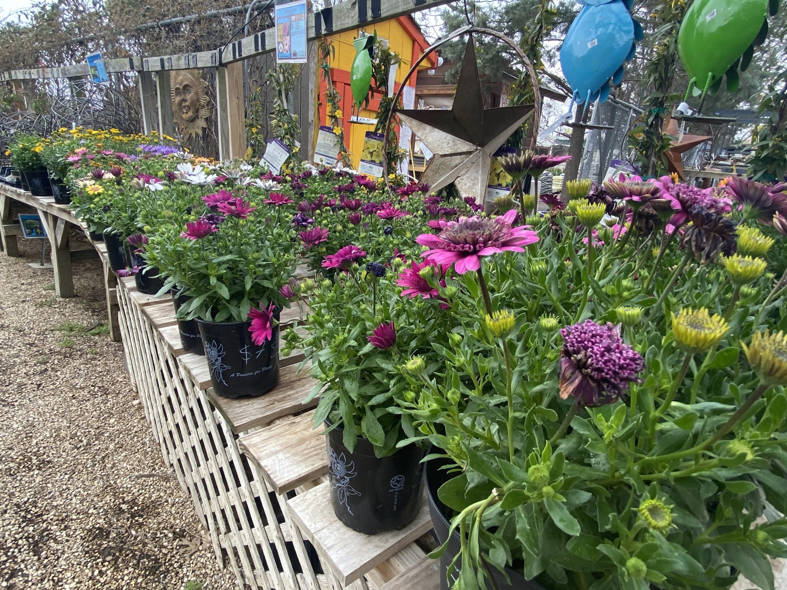 Behind the Scenes at Rainbow Gardens Spring Plants Rainbow Gardens