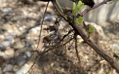 After the Freeze: More Advice/Reality Checks for Plants