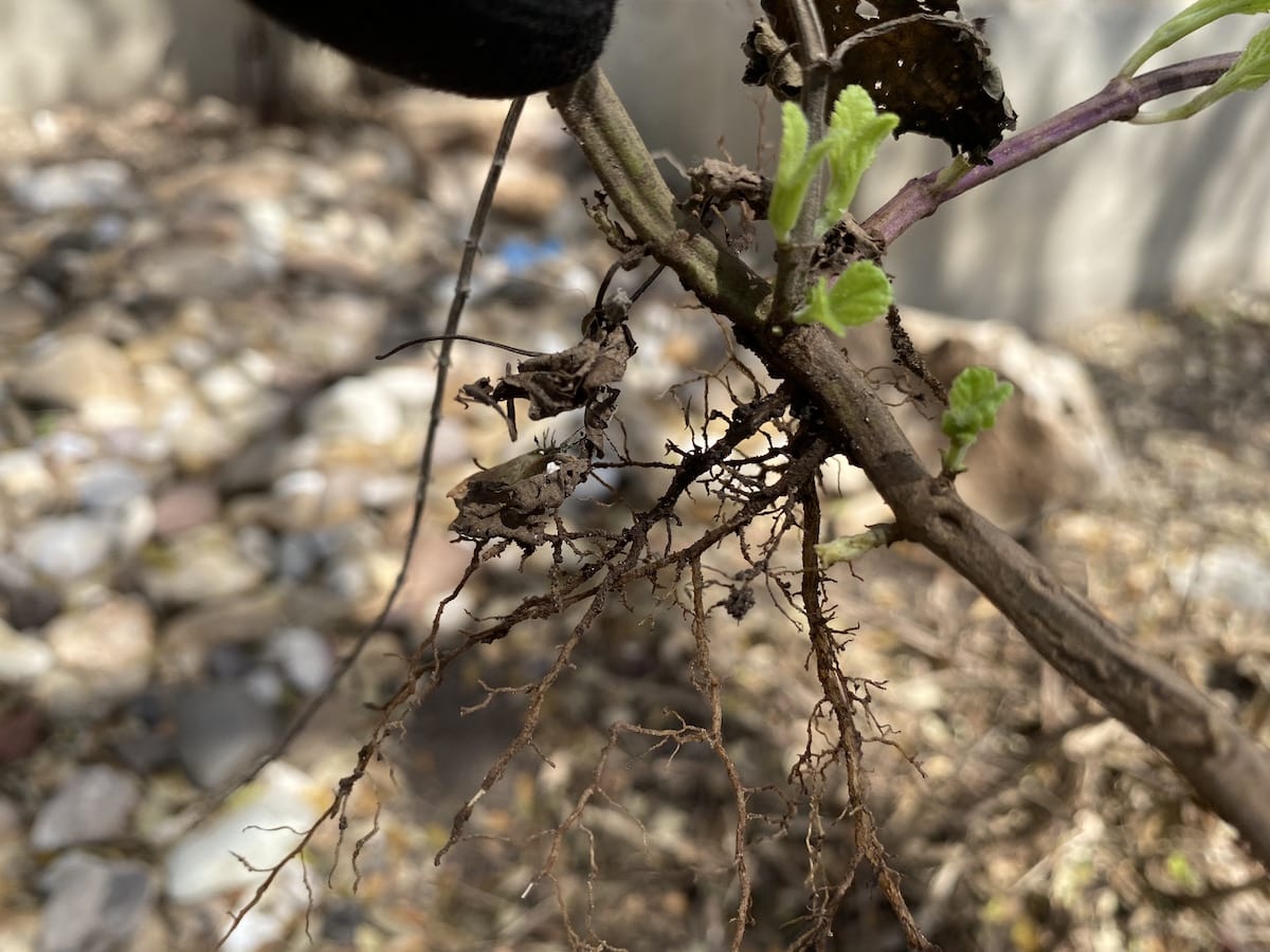 Damage plants could have after a freeze; what's next?