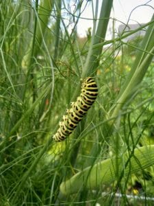 caterpillar Caterpillar on fennel