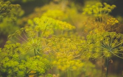 Fennel and Dill: Butterfly Super Herbs