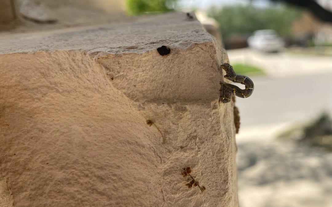 Cankerworms on the side of a wall.