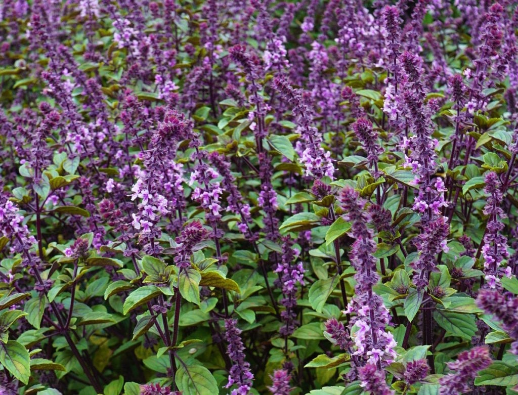 herbs-african-basil African basil in bloom.