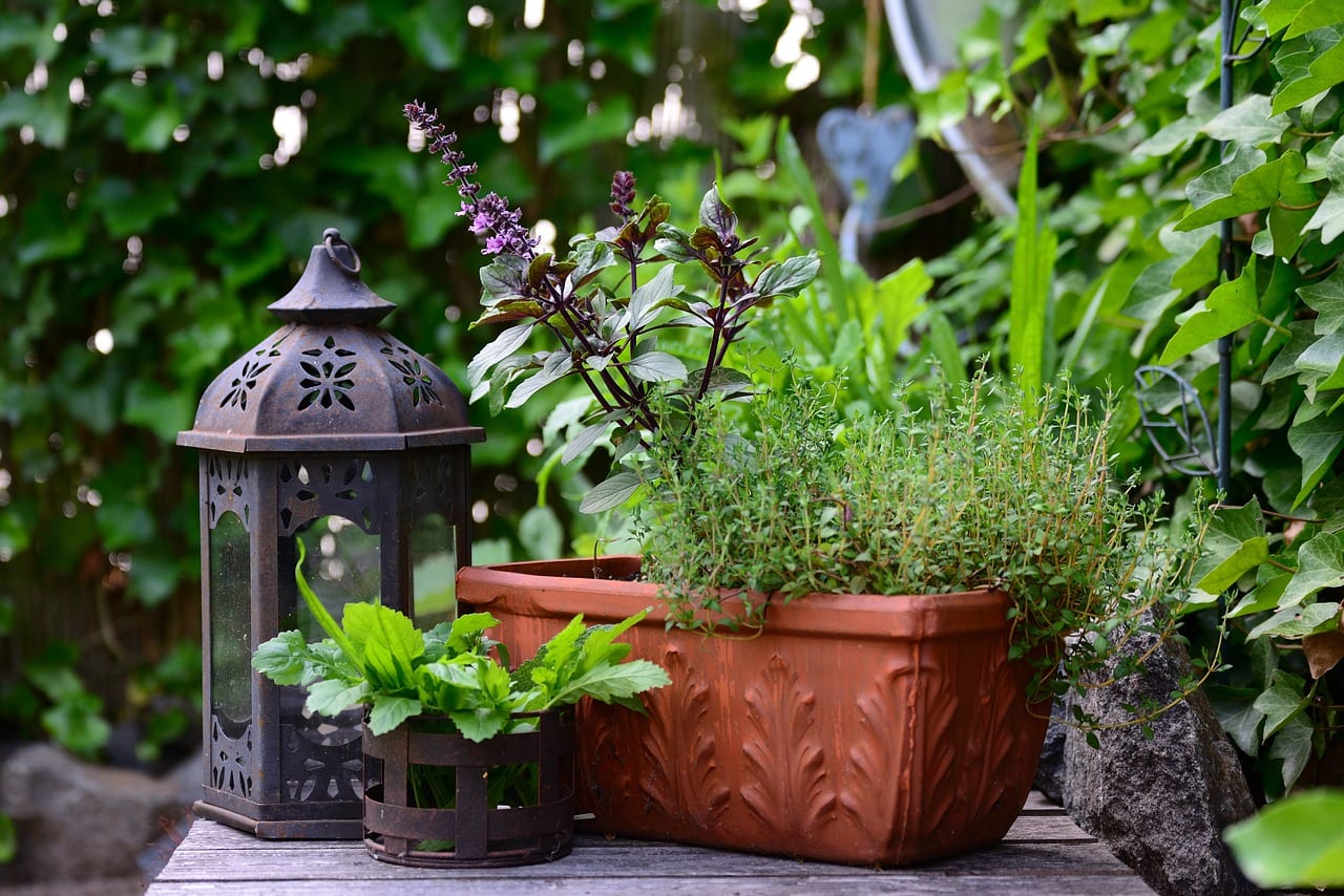 Pot of herbs.