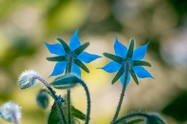 Borage bright blue flowers are edible.