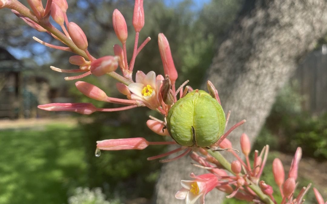 An Unabashed Brag Page For Native Plants