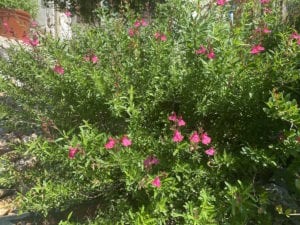 salvia-pink Native pink salvia greggii in bloom.