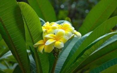 Plumeria: Tropical Beauty with Intoxicating Fragrance