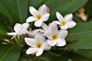flowers-3656372_640