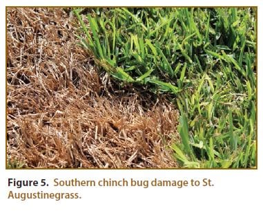 Figure5chinchbug Slugs and snails are pests that are attracted by wet weather.