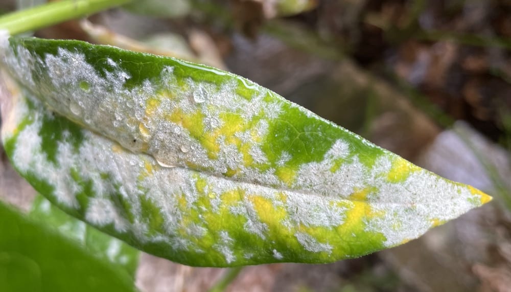 Powdery mildew fungus.
