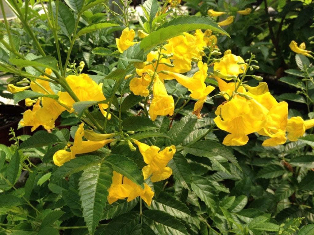 Yellow bells, esperanza in a San Antonio landscape
