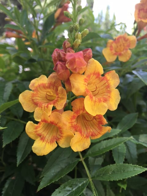 esperanza-apricot Apricot esperanza