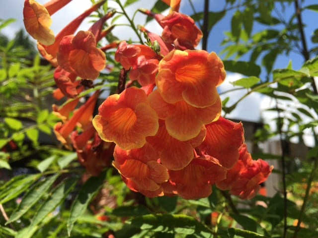 Texas Esperanza Plant Kalama Dwarf Variety