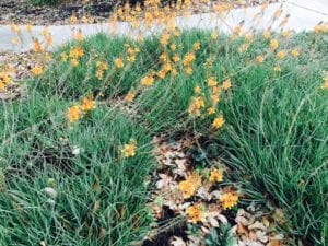 bulbine-orange-heat-flowers Bulbine flowers through the heat of summer.