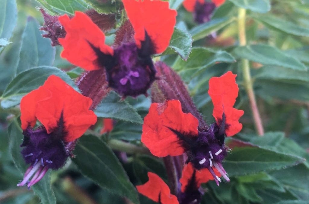 Batface Cuphea: A Spooktacular Perennial for San Antonio Gardens!