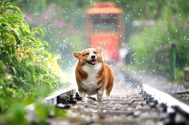 rain-dog Dog happy and shaking in the rain