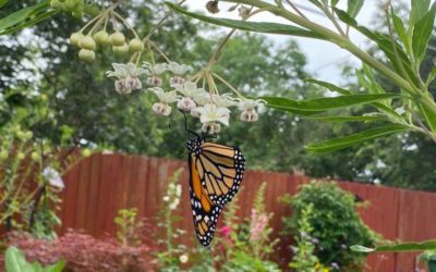 The Butterfly Landing: A Habitat for Pollinators!