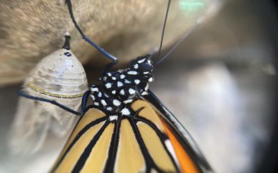 Planting Milkweed for Butterflies: The Dos and Don’ts
