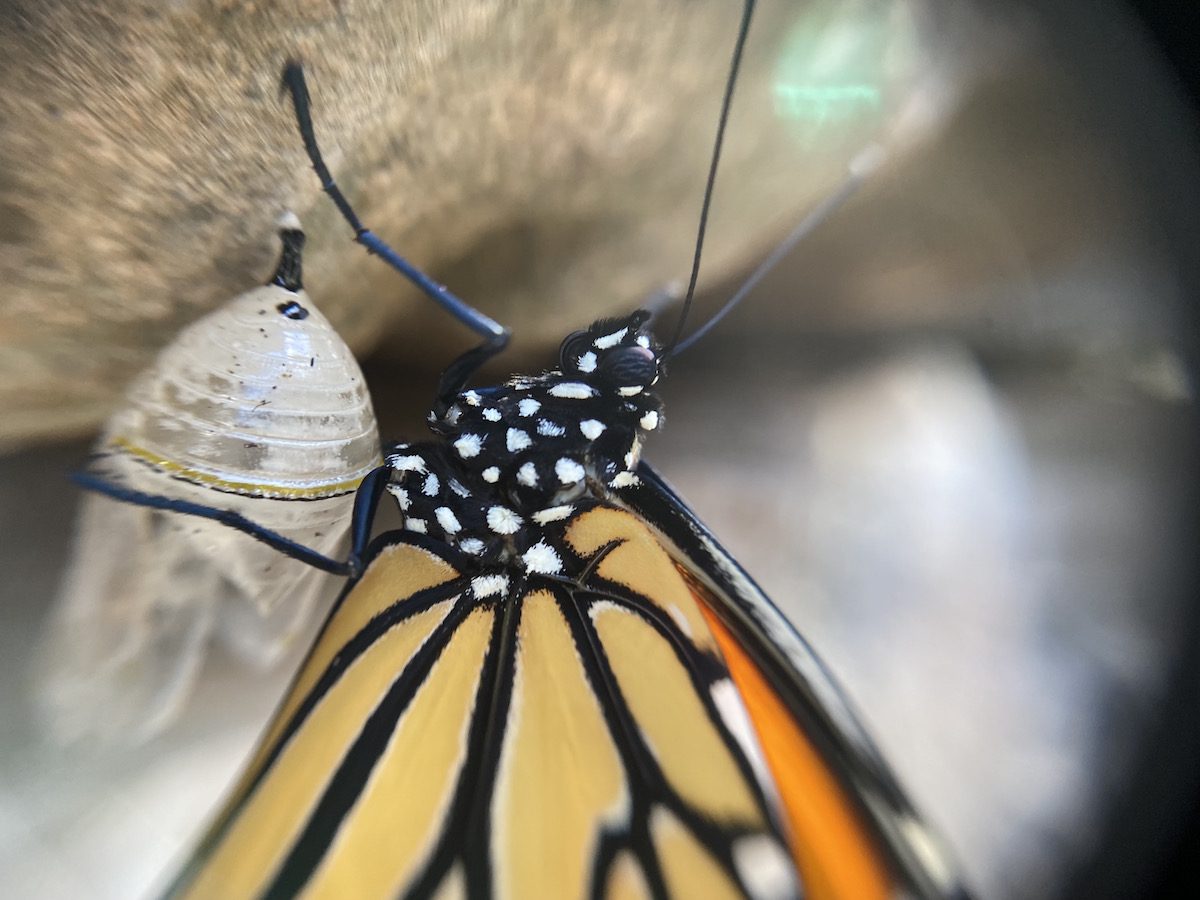 https://www.rainbowgardens.biz/wp-content/uploads/2021/08/monarch-chrysalis-lisa-mulroy.jpg