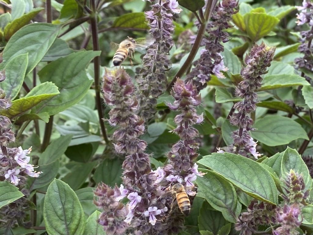 african-blue-basil African Blue basil with bees on it.