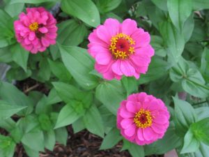 profusion-zinnia-cherry Cherry profusion zinnias