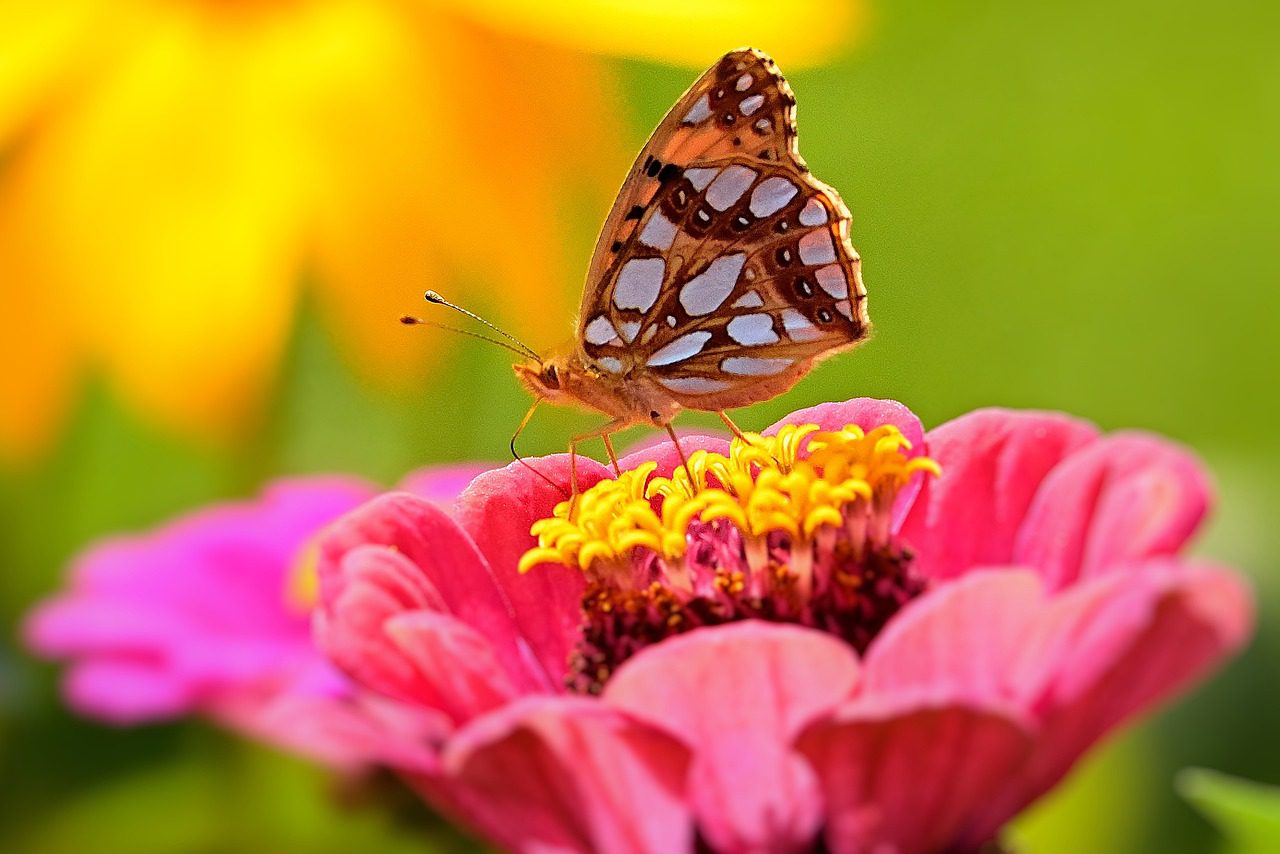 Buttefly on top of zinnia