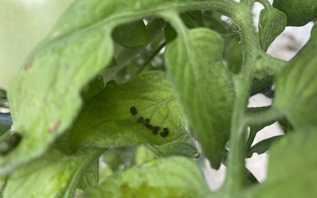 Look to Your Leaves for Troubleshooting Clues!