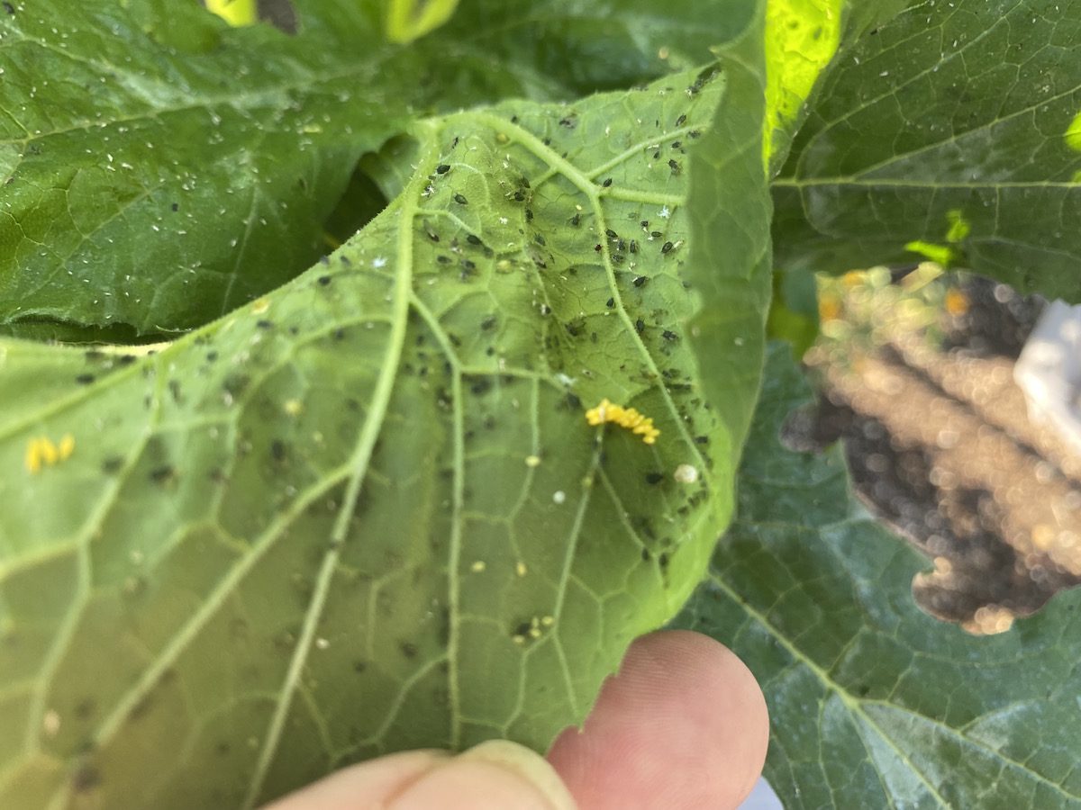 Ladybug eggs on the underside of leaves.