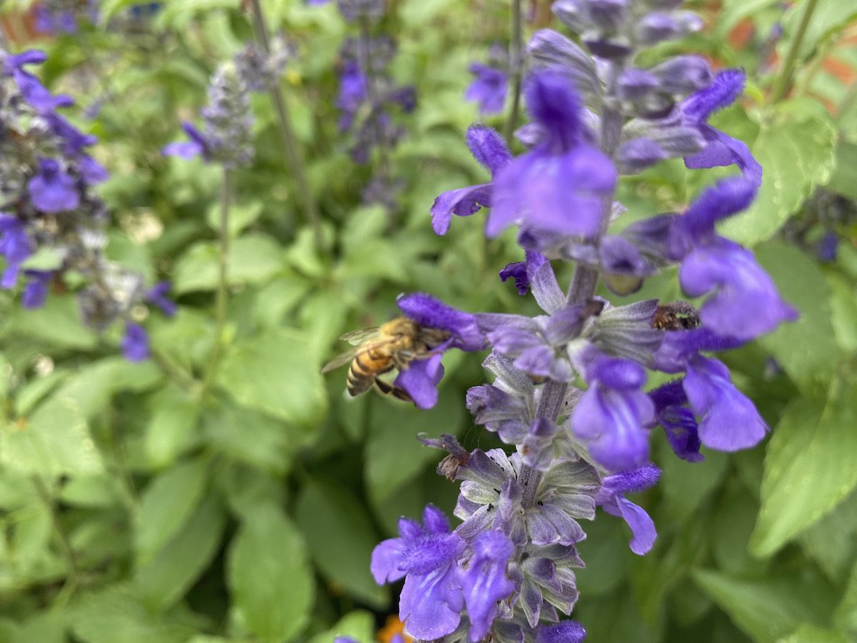 What Attracts Pollinators to Flowers. Mystic Spires