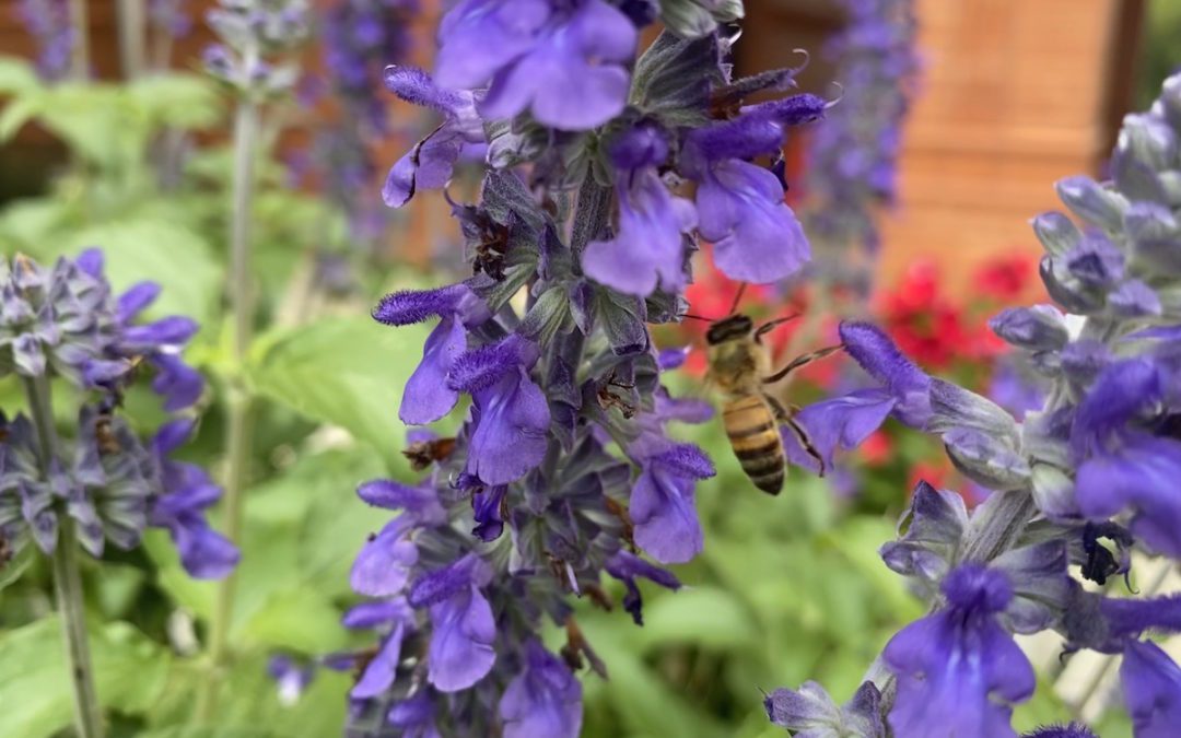 Mystic Spires Salvia: A Great Pollinator Plant for San Antonio