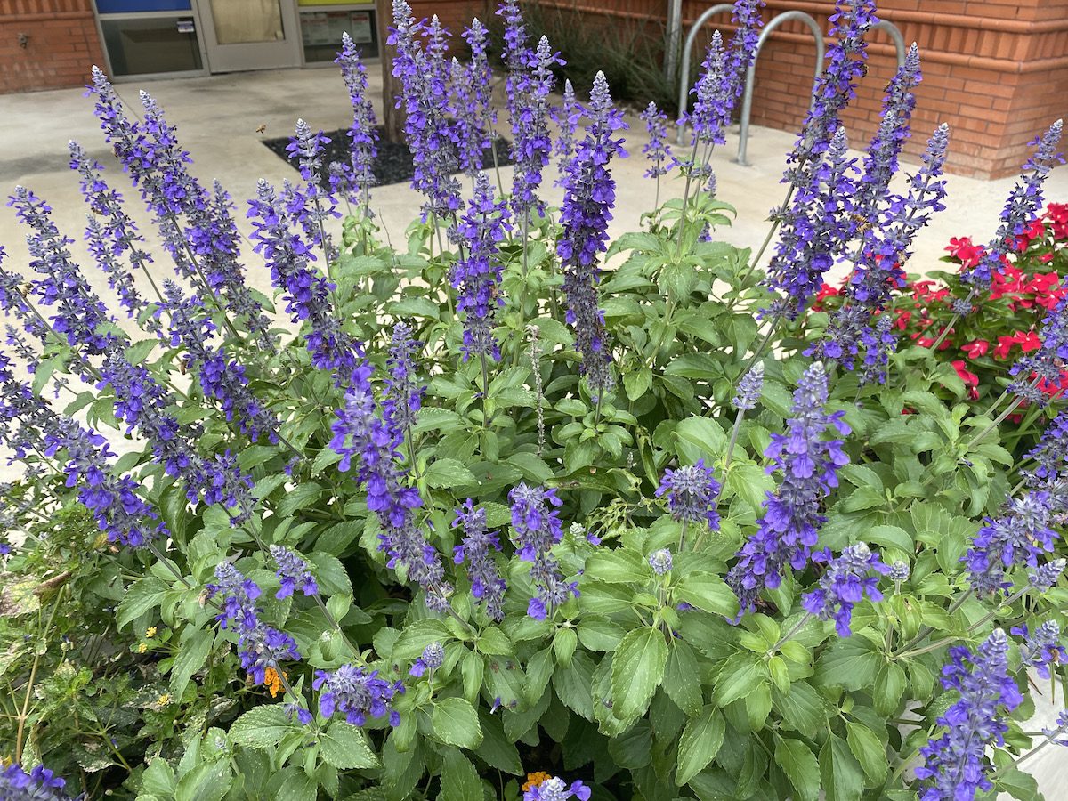 Gorgeous Mystic Spires Salvia at maturity.
