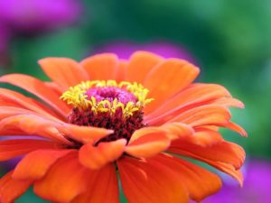 profusion-zinnia-orange Profusion orange zinnias