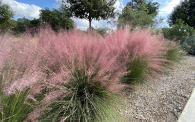 Fall Sunshine Highlights Ornamental Grasses